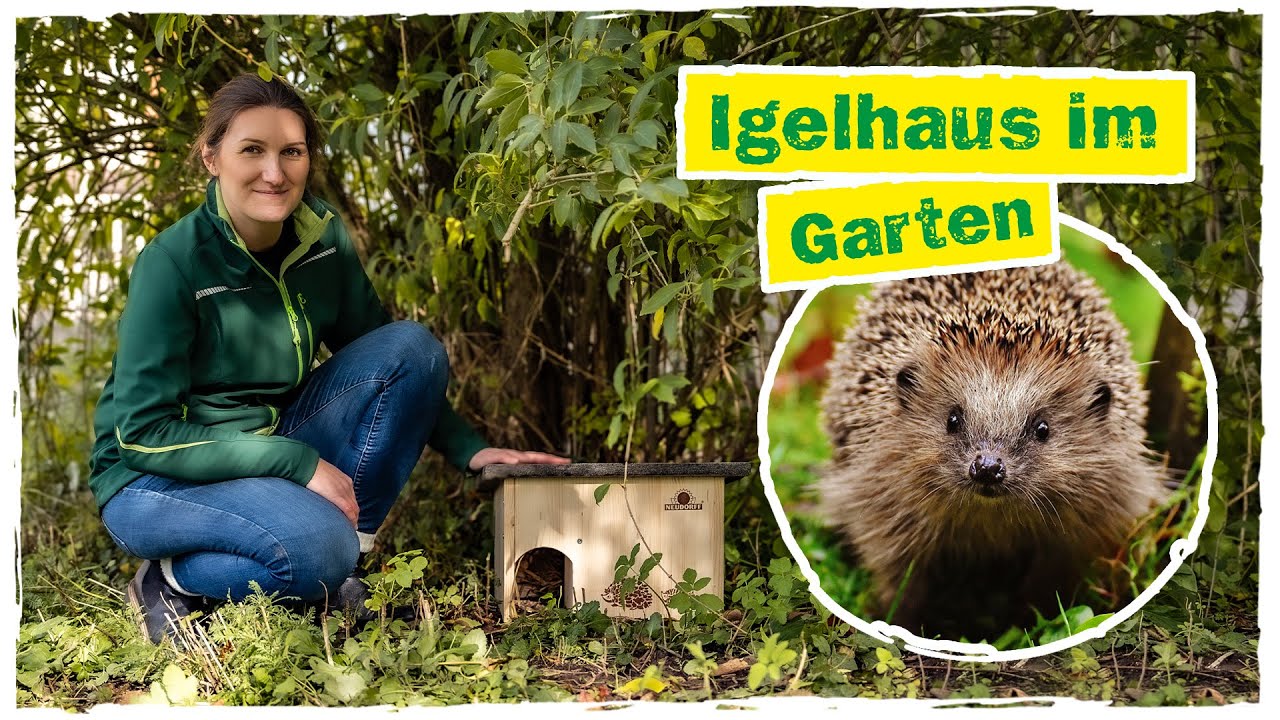 IGELHAUS BAUEN: So überwintert der Igel in deinem Garten 🦔