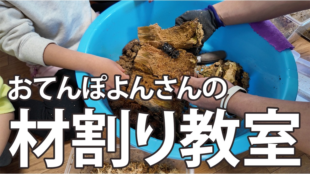 【幼虫の割出】おてんぽよんさんがブリードしている、タランドゥスの幼虫の材割り教室。