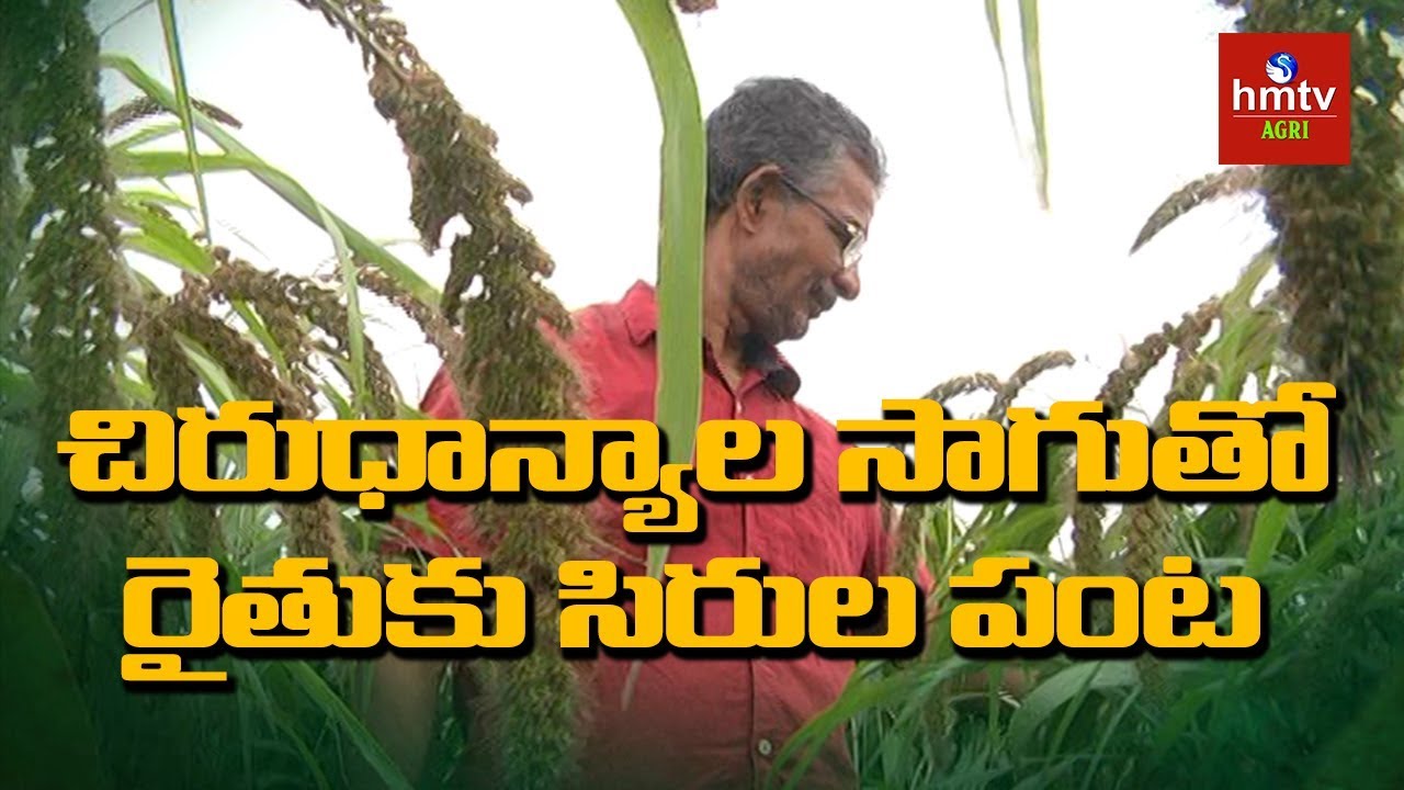 Organic Millet Cultivation | Farmer Vishnuvardhan Reddy Success Story | hmtv Agri
