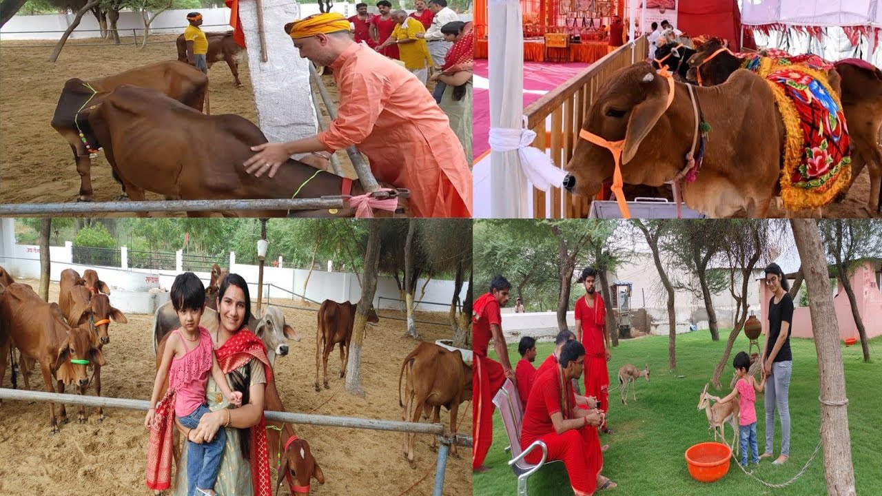 यहां मिल रहा है हजारों गायों को नया जीवन ||बुद्धगिरी मंडी गौशाला फतेहपुर || Monu studio Fatehpur#Cow