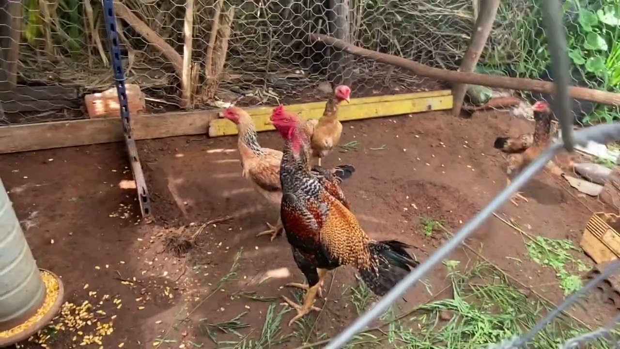 Atualização das aves