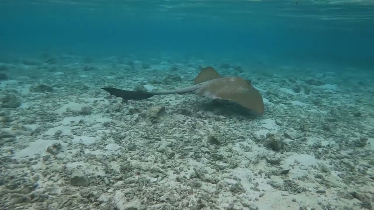 Manta - Maldive