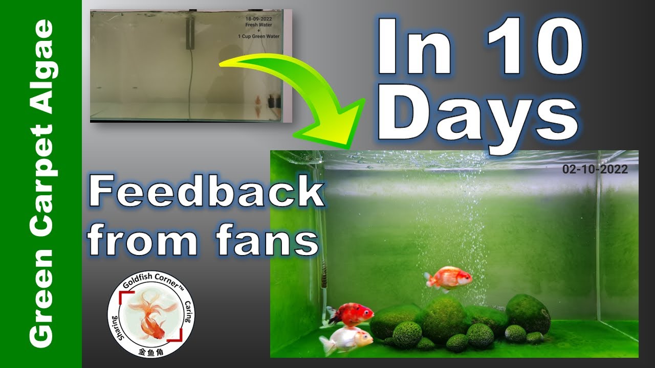 In 10 Days Growing GREEN CARPET ALGAE, Feedback Video from @mayashi_👉