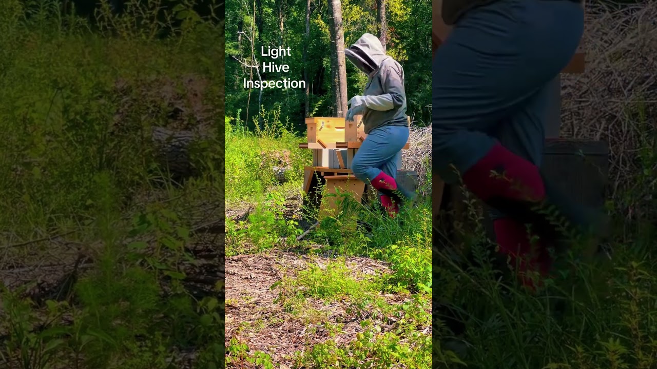 Beehive inspection,queen on first frame