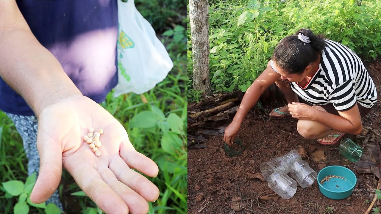 PLANTANDO FEIJÃO ANDU (GANDU)