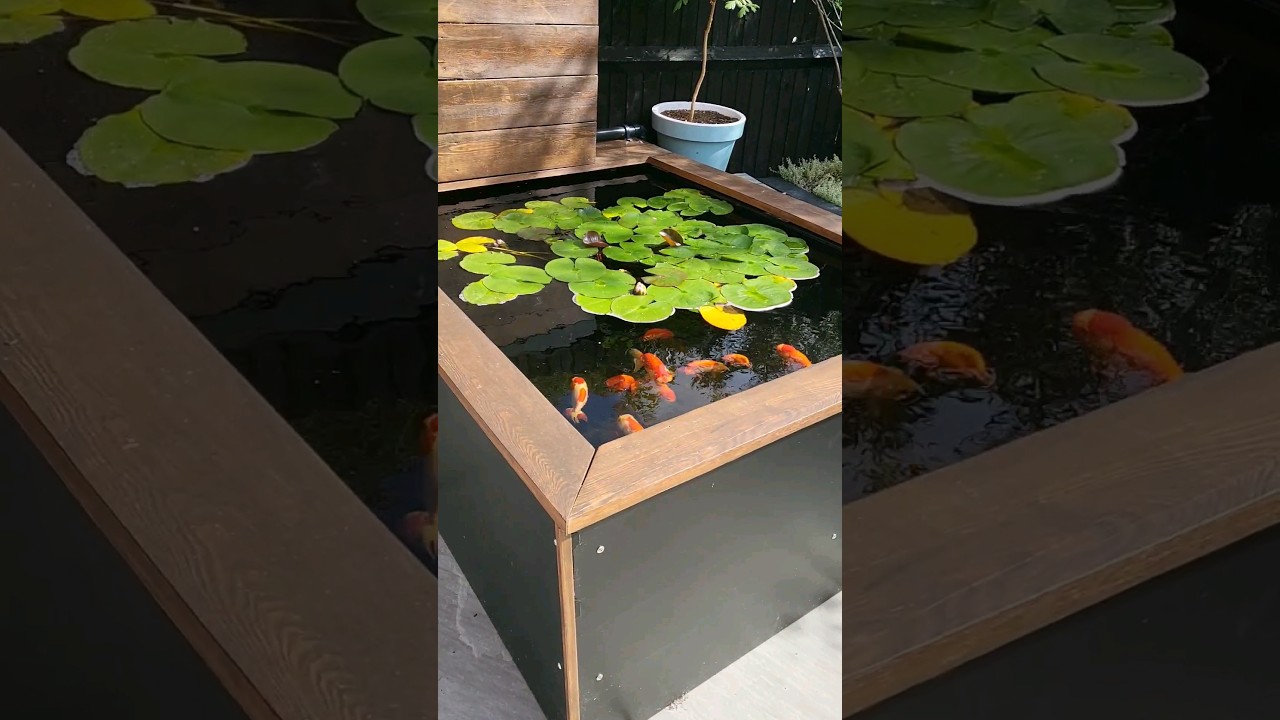 AMAZING outdoor goldfish pond! 