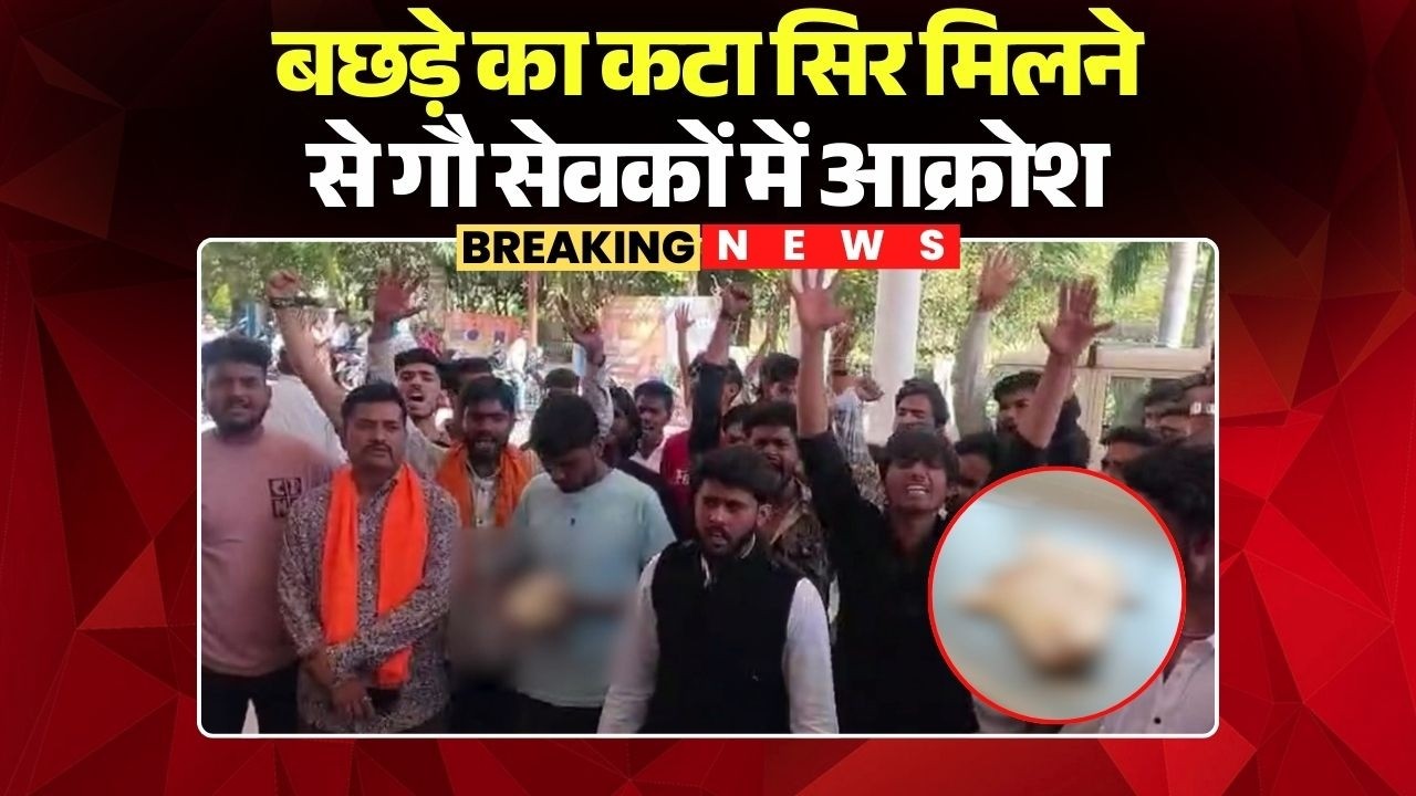 Guna News: बछड़े का कटा सिर मिलने से गौ सेवकों में आक्रोश | कलेक्ट्रेट में किया प्रदर्शन