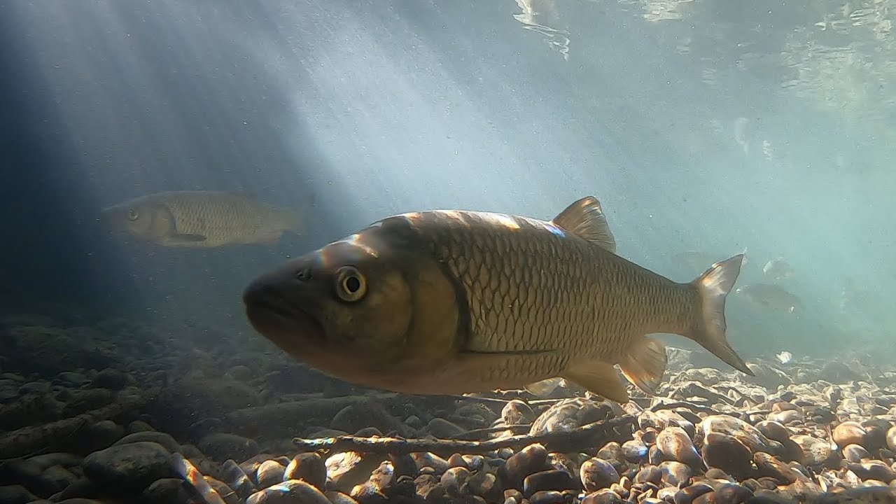 Fische im Bach