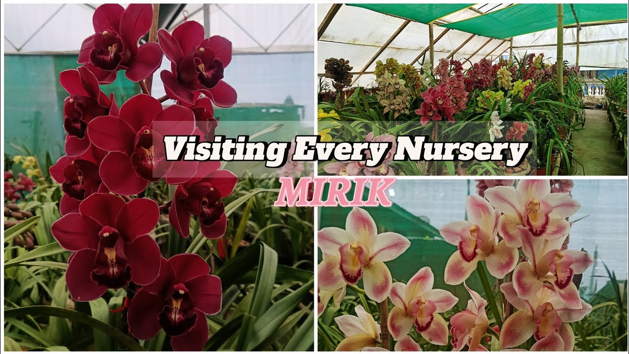 Nursery of Mirik.| #cymbidium #orchid #mirik