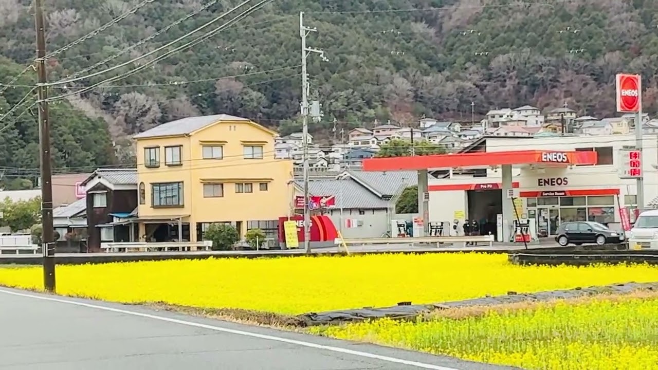 🟡【突撃カメラマン】 ｢菜の花見頃❗️」（動画）ー 姫路市夢前町寺の “ 菜の花畑 ” を訪れる❣️ー