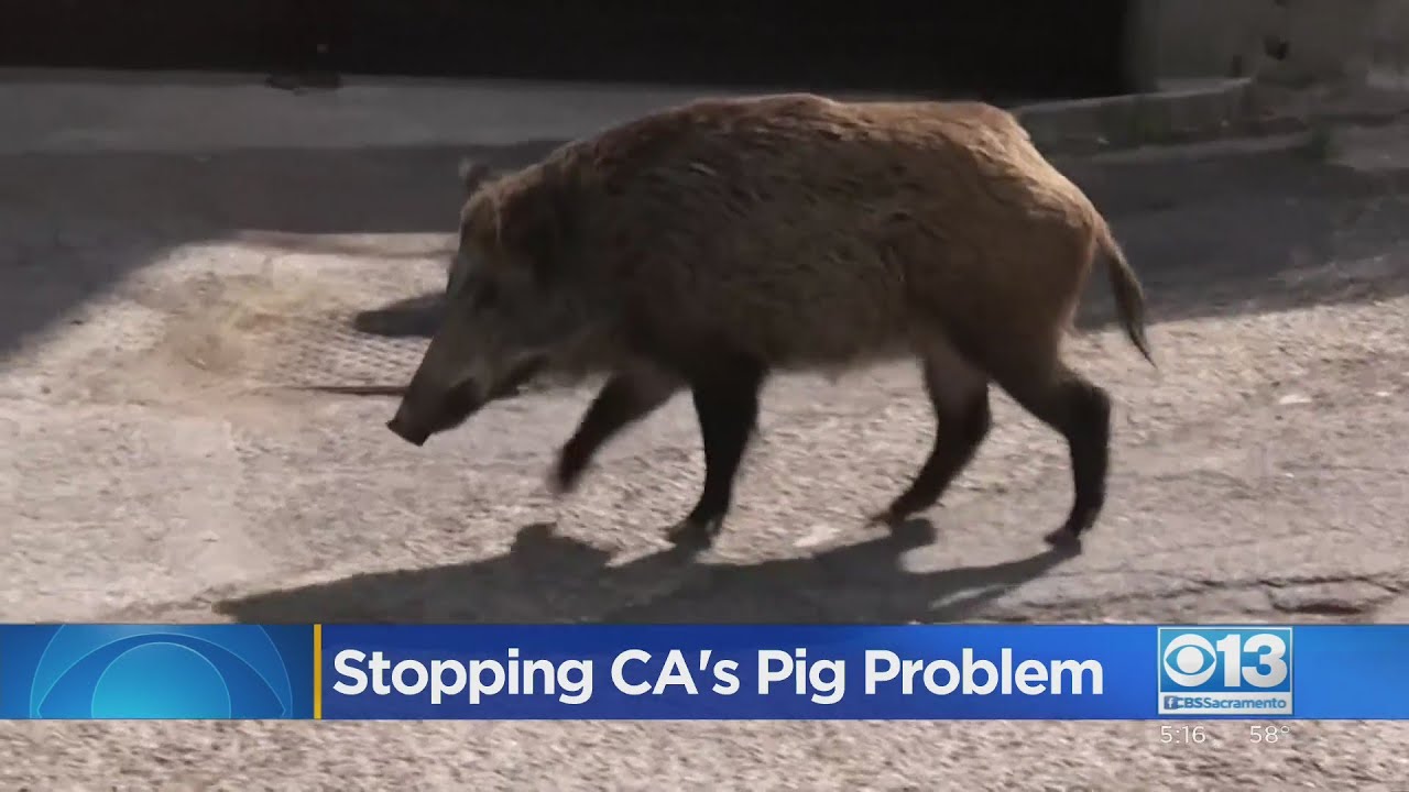 Stopping California's Wild Pig Problem