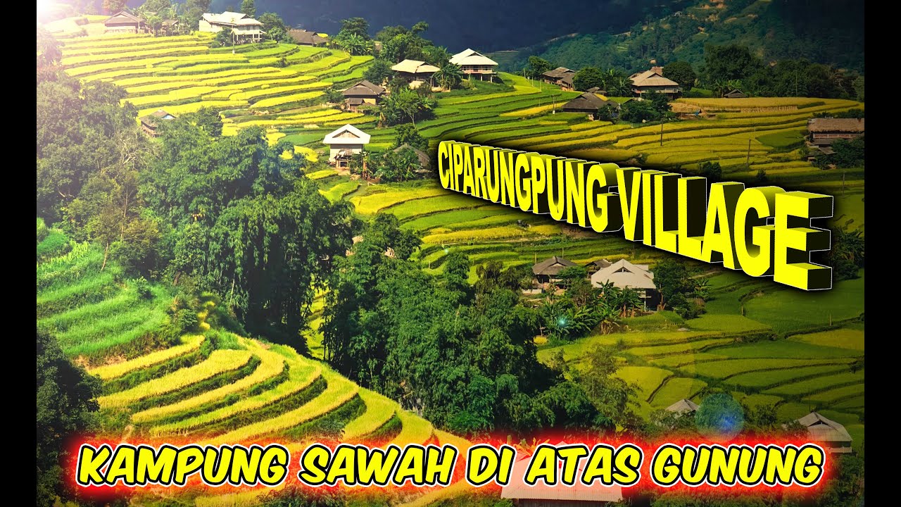 Kampung Sawah Di Atas Gunung ‼️ Bak Kemilau Emas Padi Menguning @zarambahtripchanel