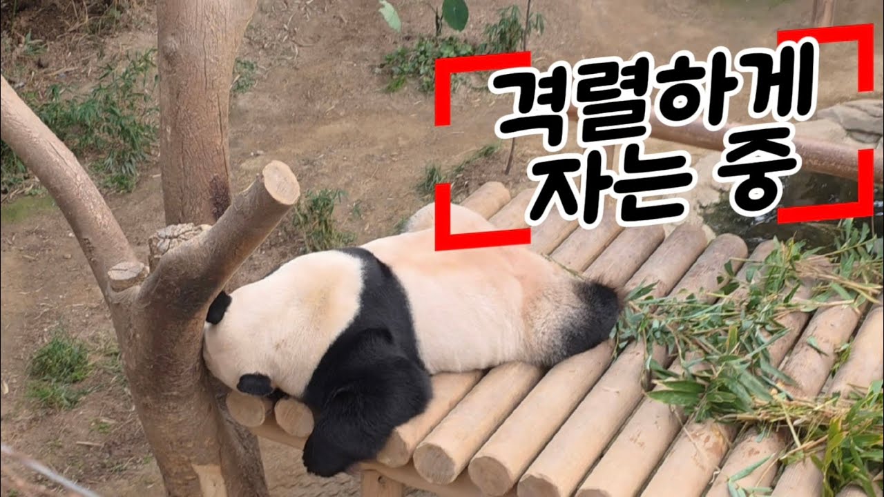 2026.01.29. 러바오의 하루