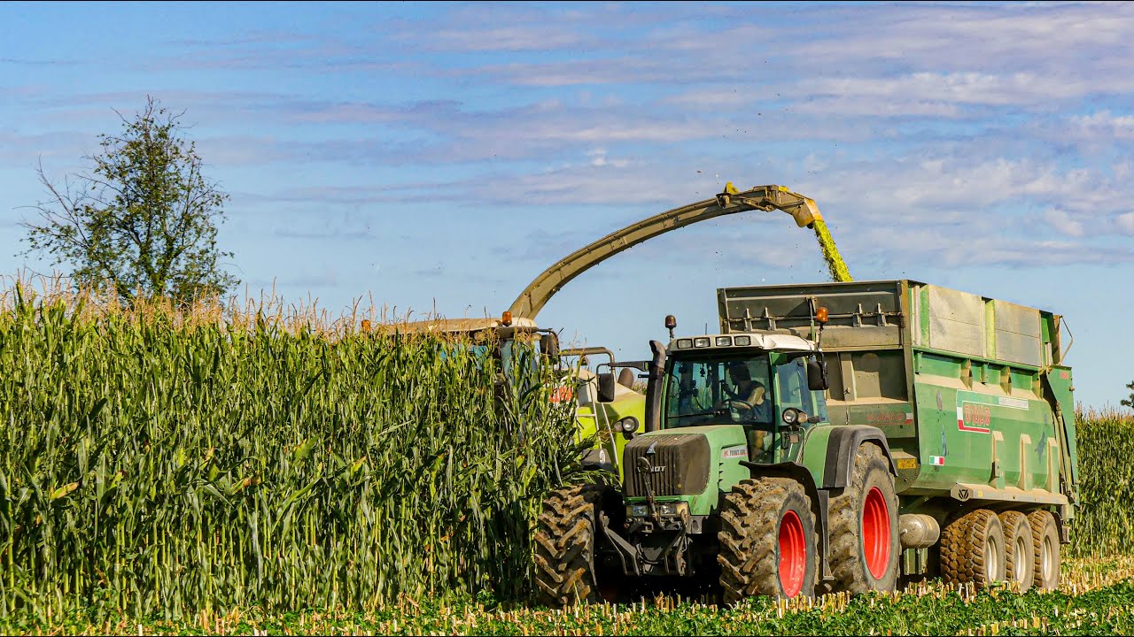 SILAGE 2021 | INSILATO MAIS / CLAAS JAGUAR 970 | AZIENDA AGRICOLA LA CELESTINA / VIGANO'