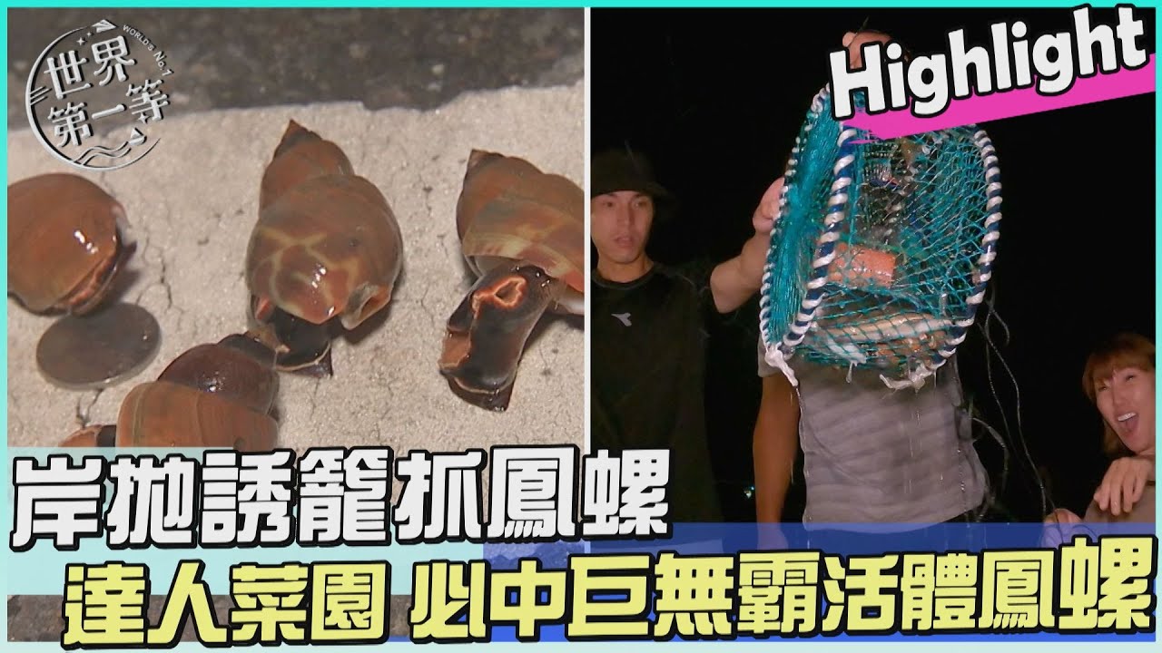 【台南】捕蟹達人菜園 岸拋誘籠捕野生巨無霸活體鳳螺｜《世界第一等》1083集 Highlight 精彩搶先看