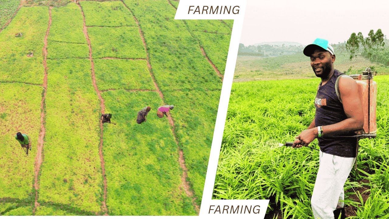 FAROOQ SERKOZ JOINS FARMING- NEW FARMER ON THE BLOCK
