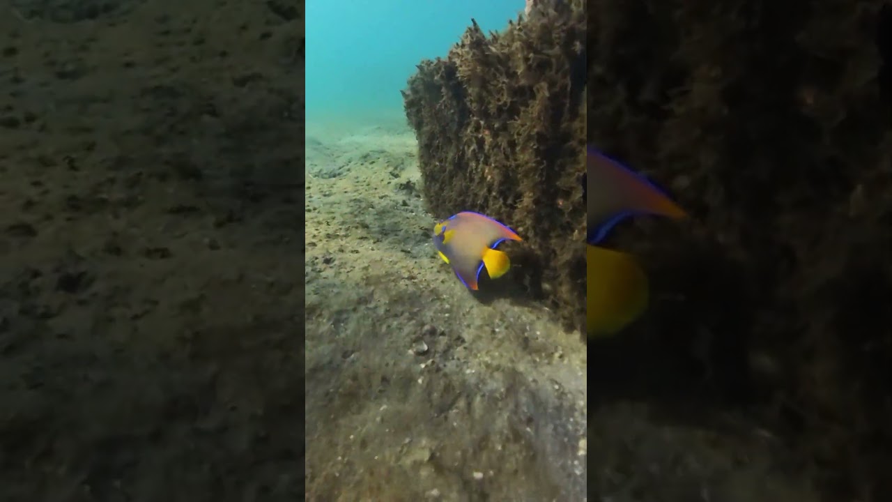 Queen Angelfish Snorkeling Phil Foster Memorial Park Riviera Beach Florida