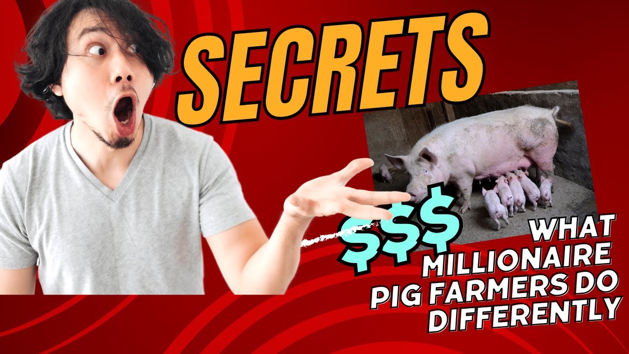 Secrets of Millionaire Pig Farmers: Start Pig Farming in Kenya