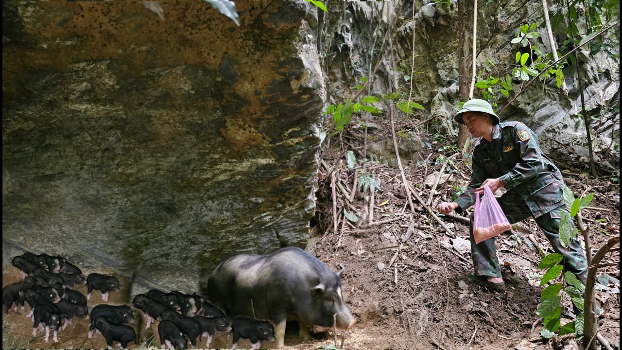 Phuong's father went to feed the pigs and look for the sow that had given birth in the forest.