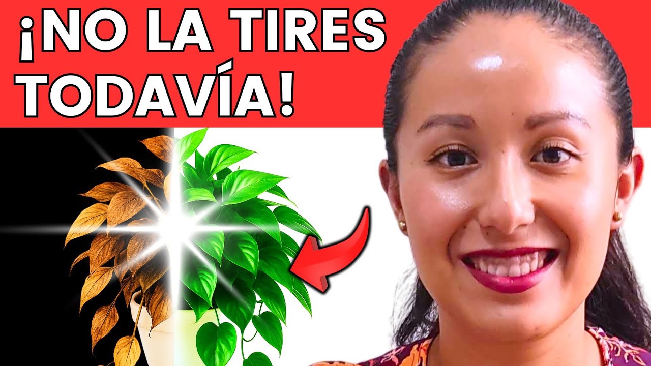 5 TRUCOS Infalibles Para REVIVIR Una Planta de Interior Que Creen Mu3rta (Pero Aún Tiene Salvación)