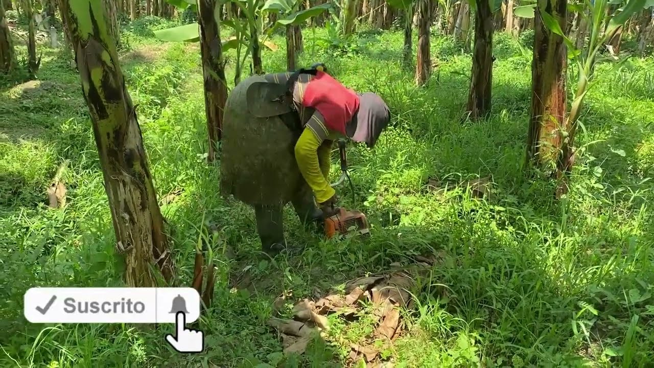 Control de maleza 100 % ecológico para cuidado del medio ambiente