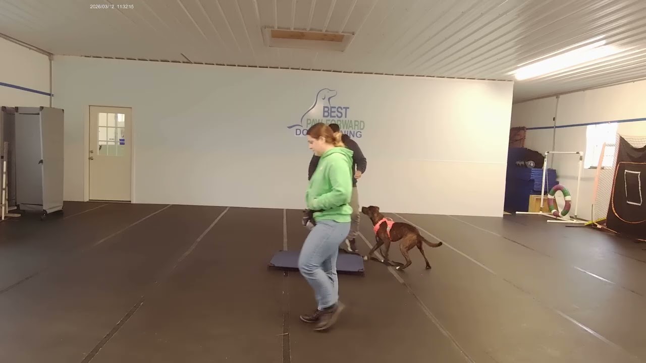 Harper - Hound Mix- BPF Board and Train- Wk1 D4- Recall Inside Dropping Leash with distraction