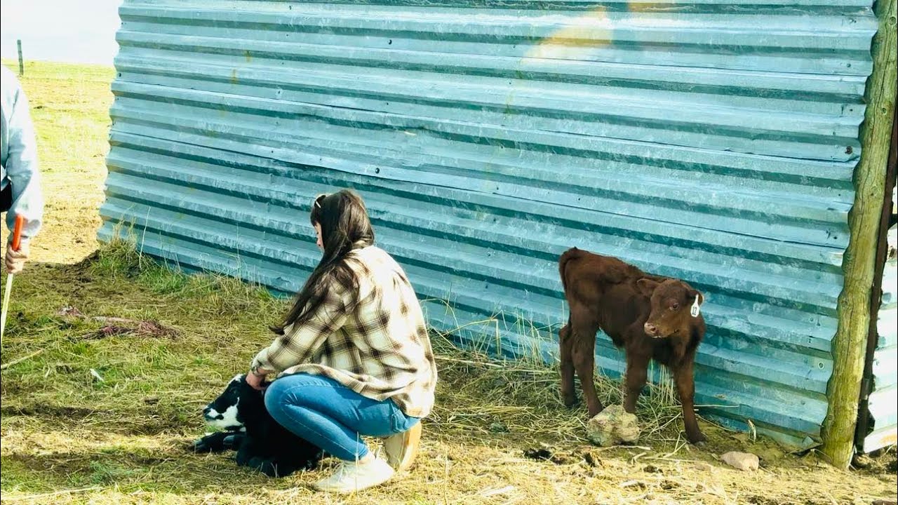 2 New Calves & Strange Cow Behavior This Calving Season! | 30in30 #17 2025