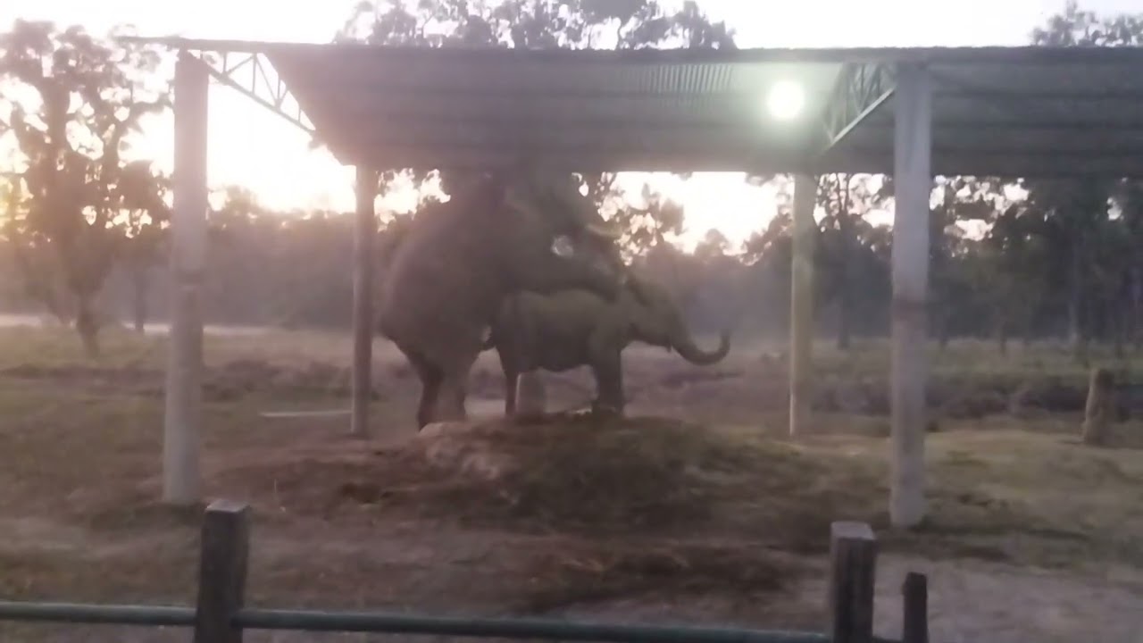 Elephant Breeding Centre, Sauraha, Chitwan