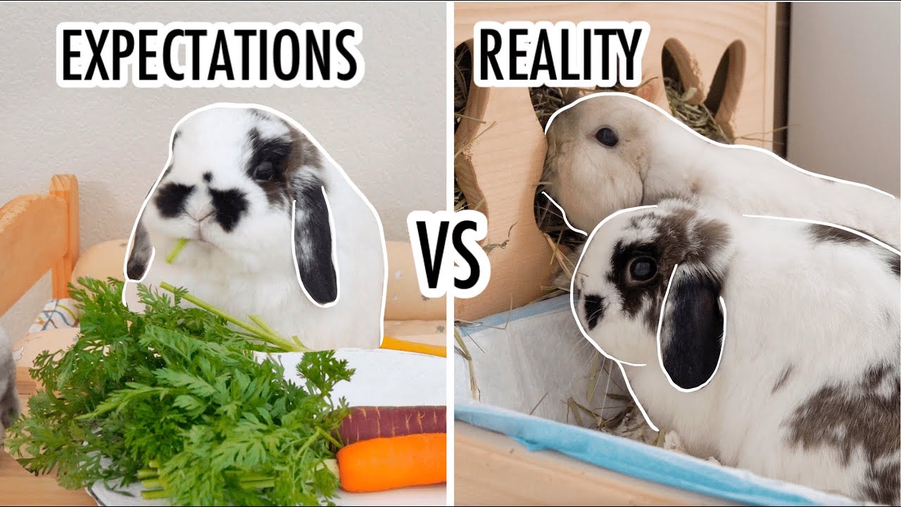 Life with Bunnies | Expectation vs Reality 🐰🏡