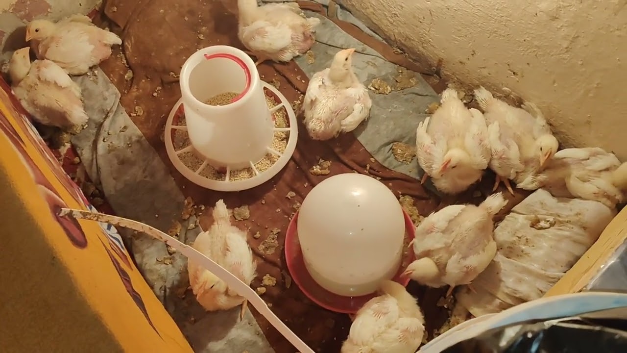 روتينى اليومي مع الفراخ البيضاء 🐔 أكلهم – وزنهم – ونصايح تكبرهم بسرعة