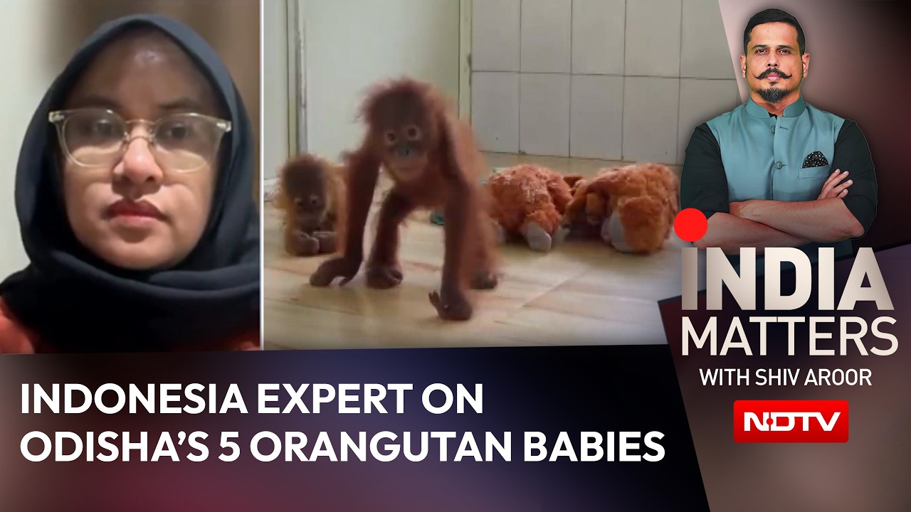 Новости Одиши | &laquo;Мы готовы помочь&raquo;: эксперт из Индонезии о 5 детёнышах орангутана, найденных в Одише