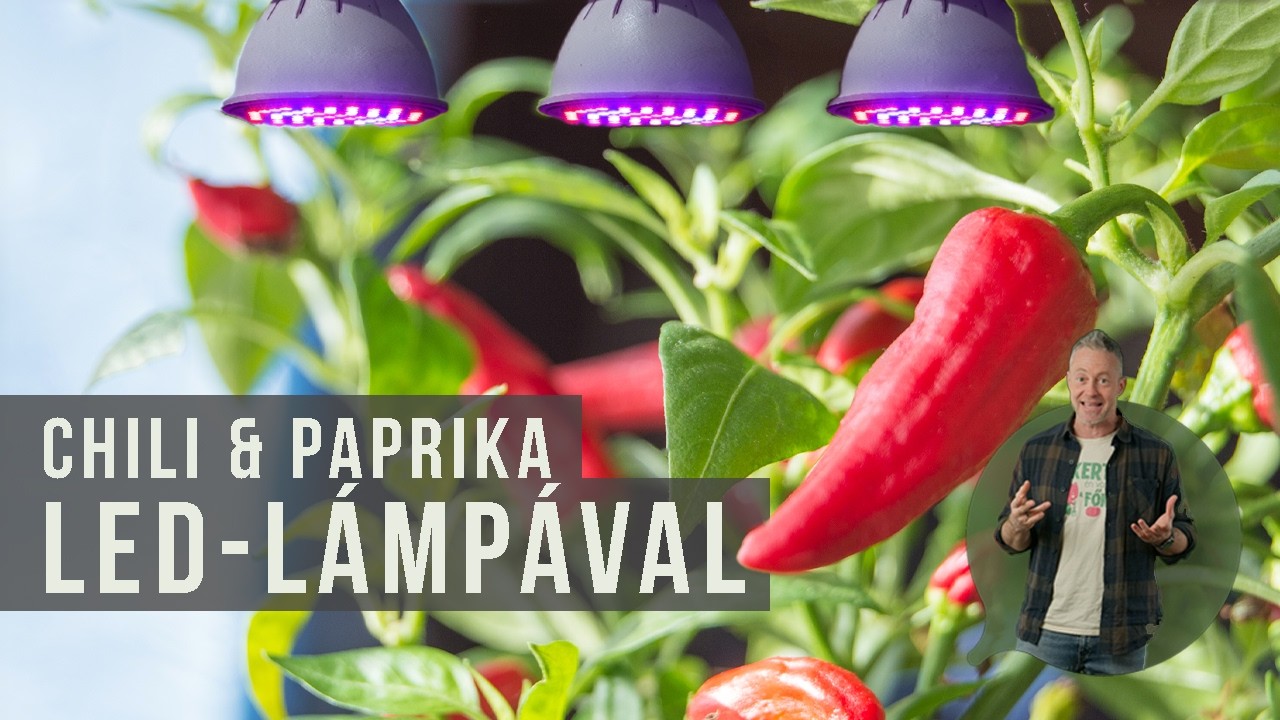 Chili & paprika nevelés LED lámpával | kert TV