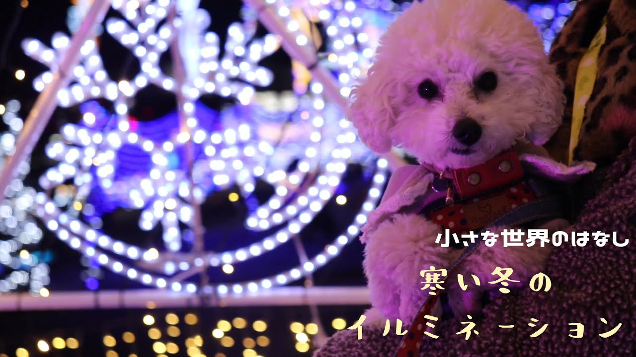 寒い冬のイルミネーション！【犬が大好きな主婦犬と毎日楽しく暮らす】
