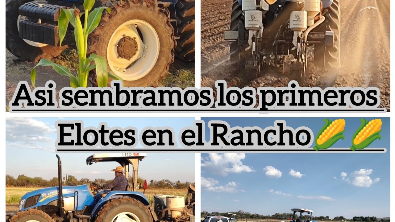 Primer Siembra Del Año🌽🌽Maiz Elotero#agricultura #maiz #elotes#newholland