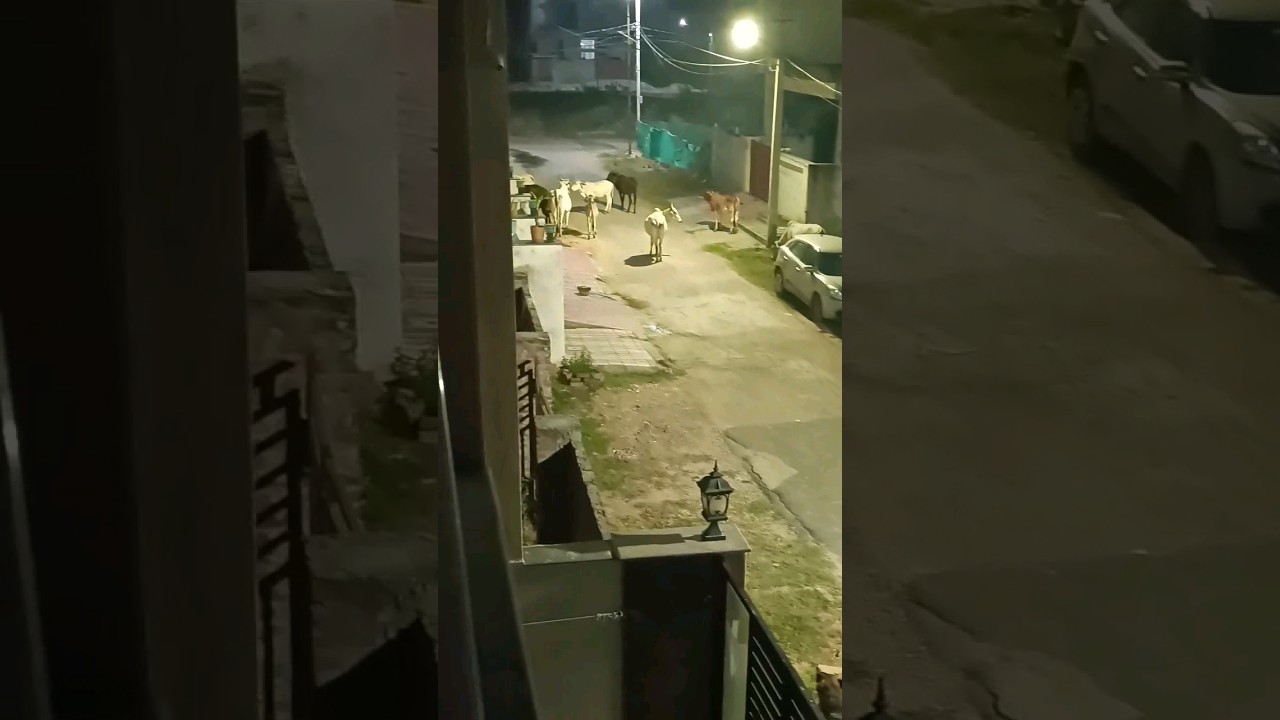 Brave German Shephard Keeping Estray Animals Away From her House in Late Night 