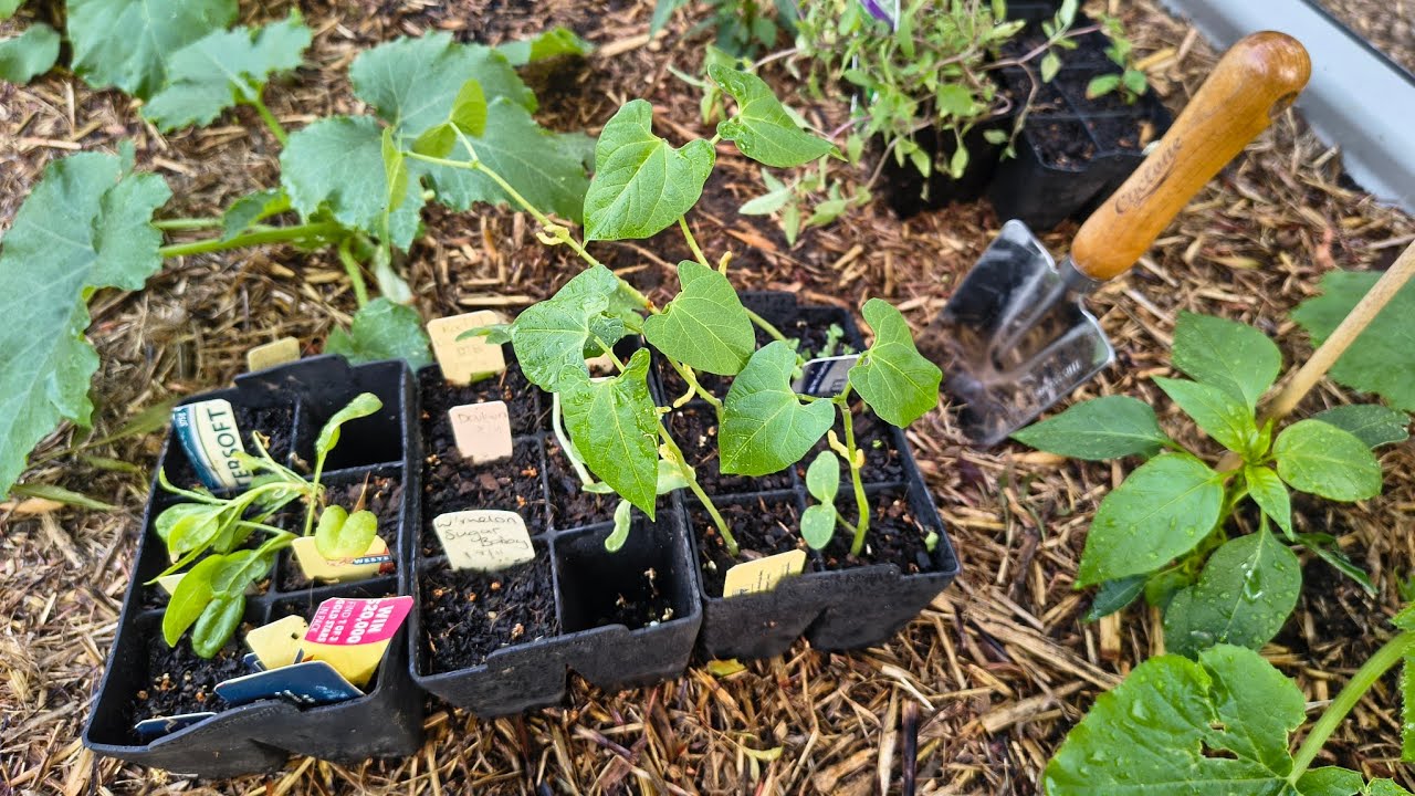 Cooler Weather, Happy to Get Loads More Seedlings Planted - Reverse Homesteading