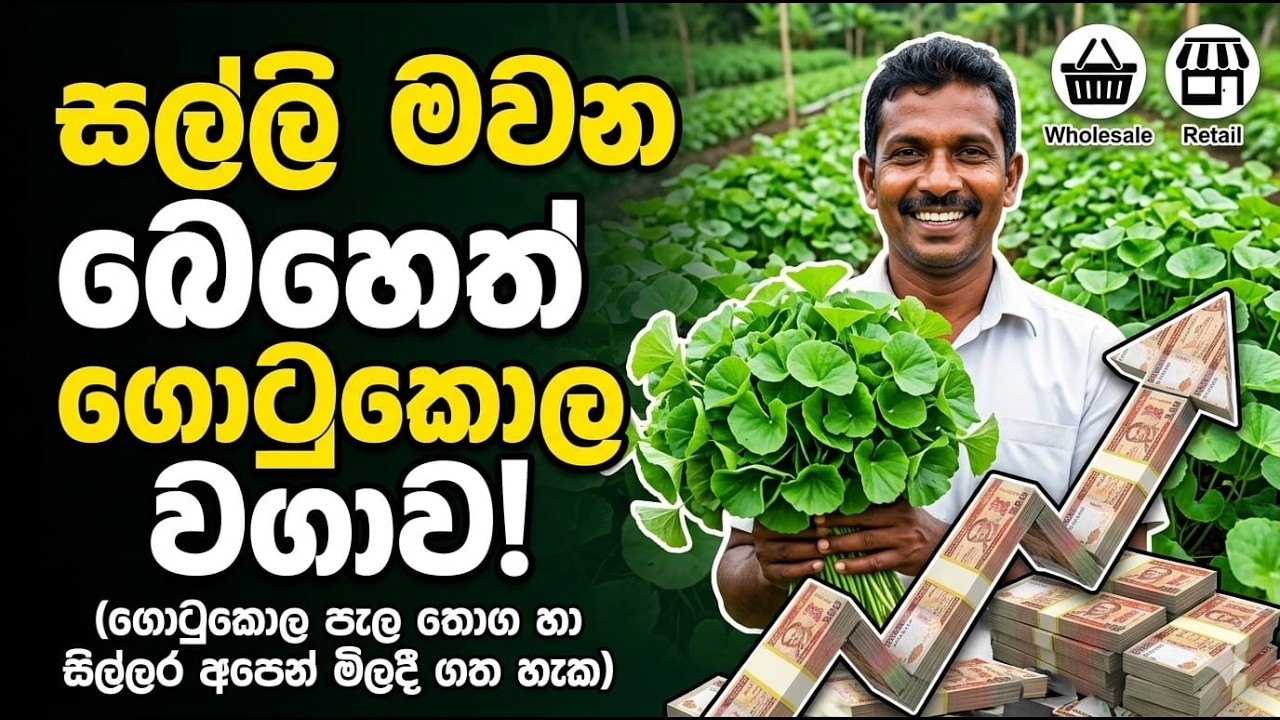 Earn Extra Income with Potted Gotukola Farming (පෝච්චිගත බෙහෙත් ගොටුකොළ වගාවෙන් අමතර ආදායමක්)