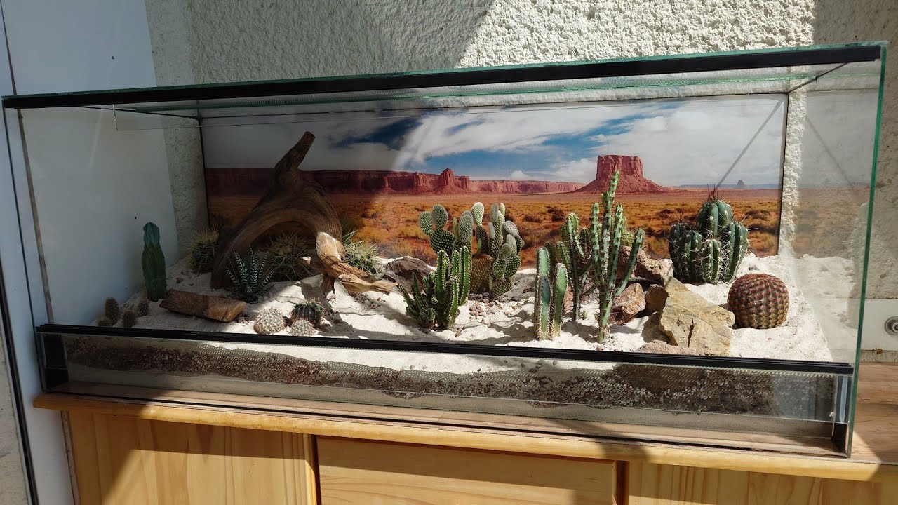 DIY / Kaktusy v teráriu/ Na pozadí Monument Valley