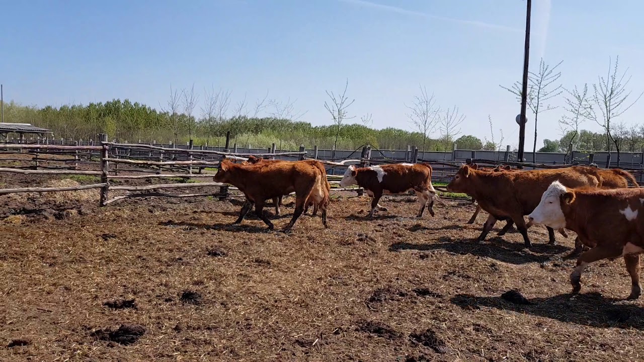 Hun Türk livestock Import Export KFT