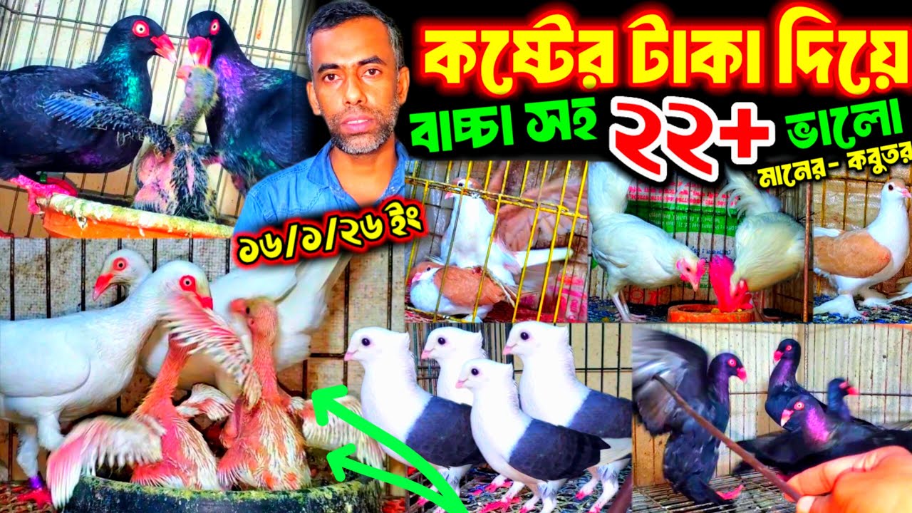 কষ্টের টাকা দিয়ে ভালো মানের কবুতর কিনুন || বাচ্চা সহ ড্যানিশ লাহরী ও কোকা সহ ২২ জোড়া কবুতর ||