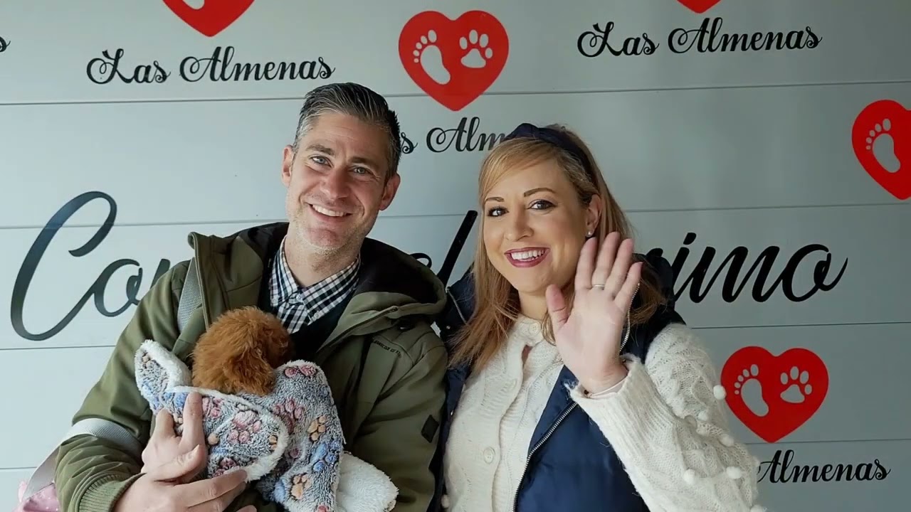 Caniche Rojo, &iexcl;RECOMENDACI&Oacute;N! 💓