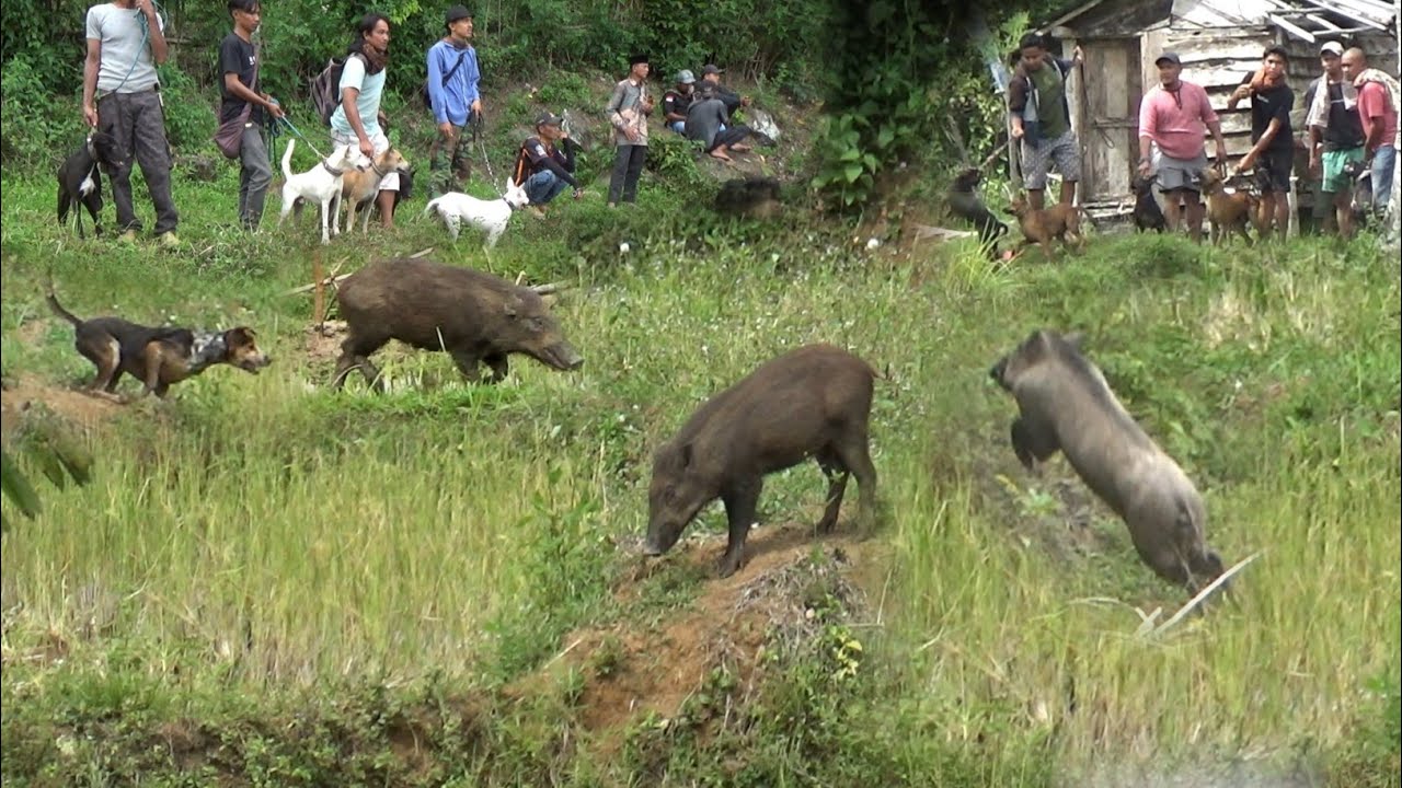 H4M4 B2 BERHAMBURAN KELUAR DARI LOKASI INI || BURU KANDUANG ATEH