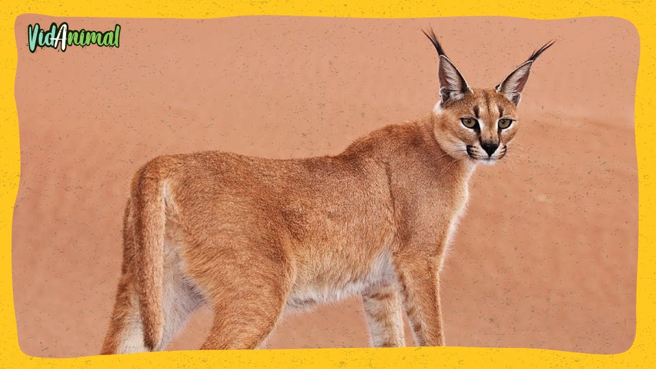 EL CARACAL: El Gato Salvaje que desafía la gravedad
