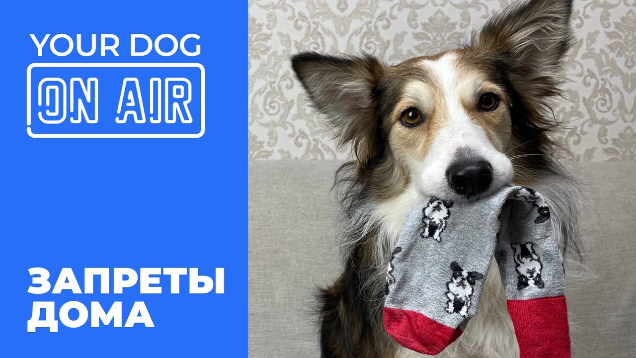 Собака игнорирует запрет 🎙️ ошибки в команде нельзя