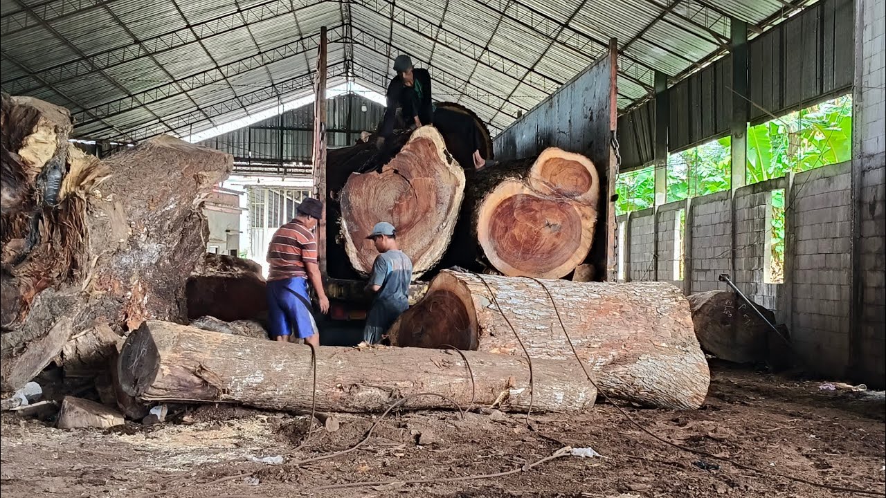 The process of unloading the Monster I sawmill trembesi wood