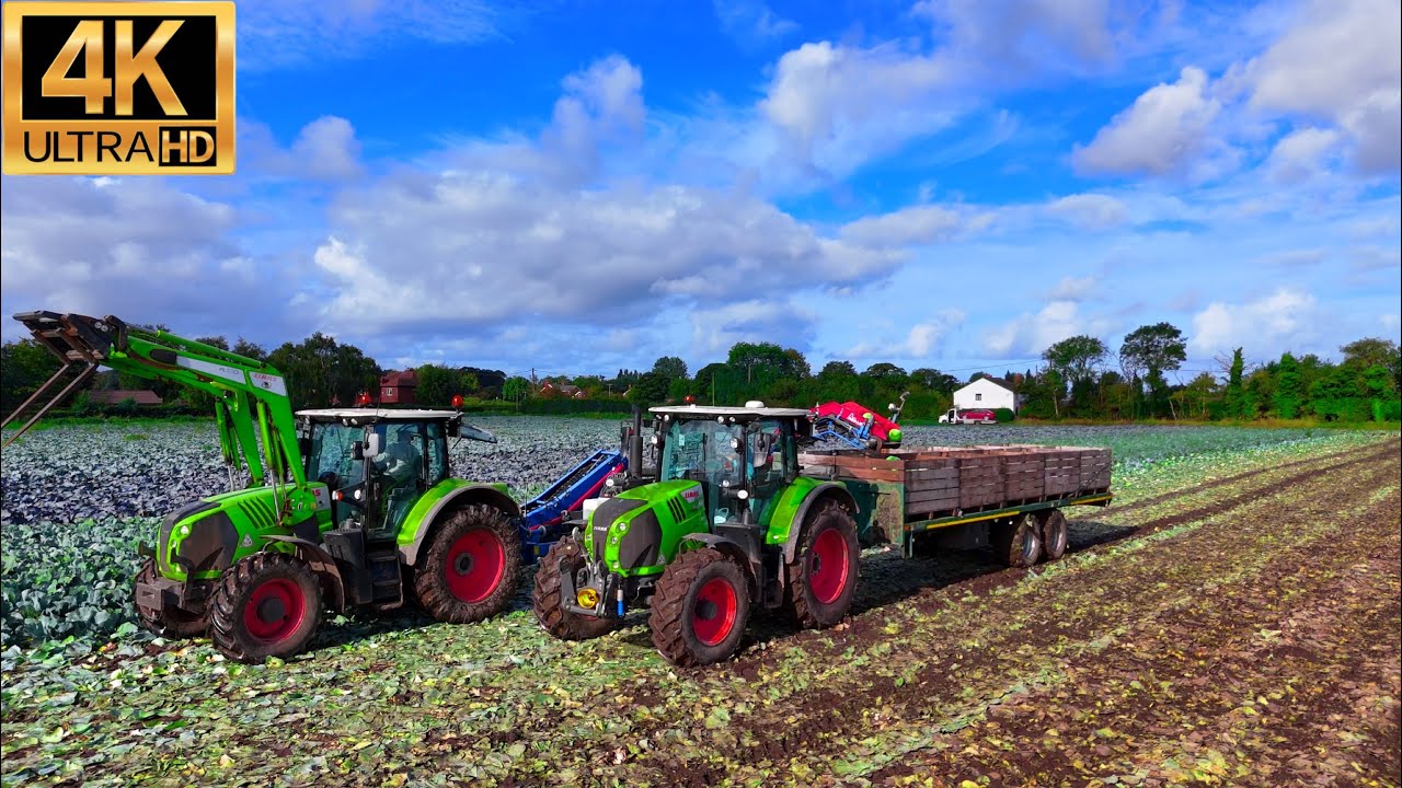 4K CLAAS CABBAGE Harvest Season
