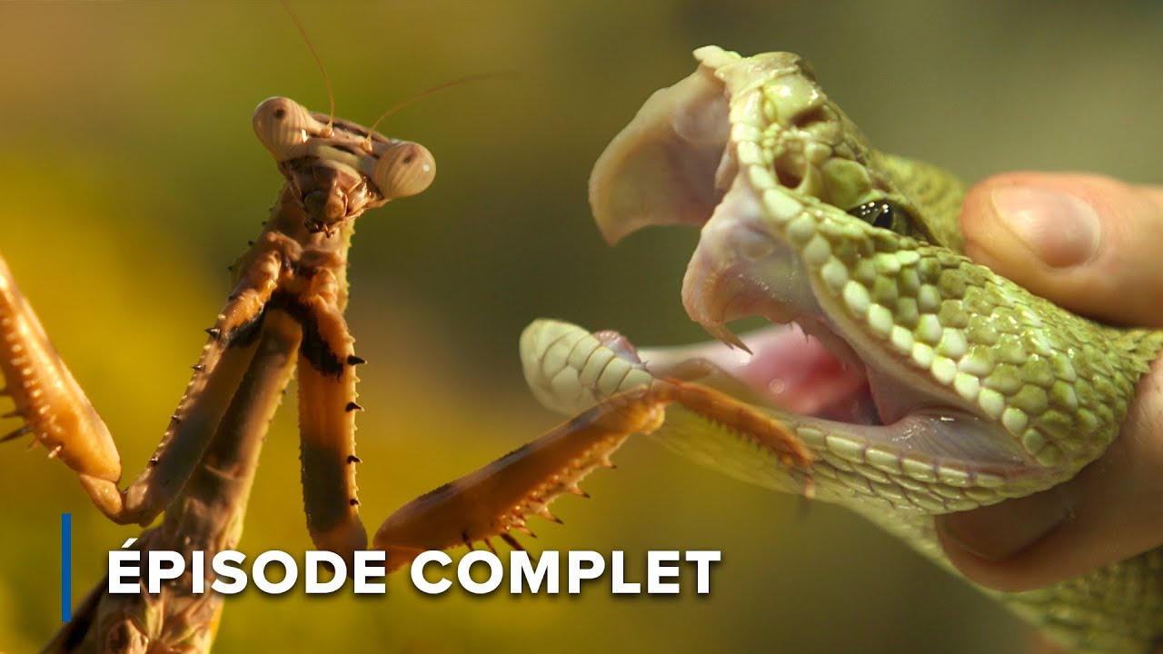 Maîtres de la chasse : insectes et reptiles en action | Attaquer et défendre 103+104