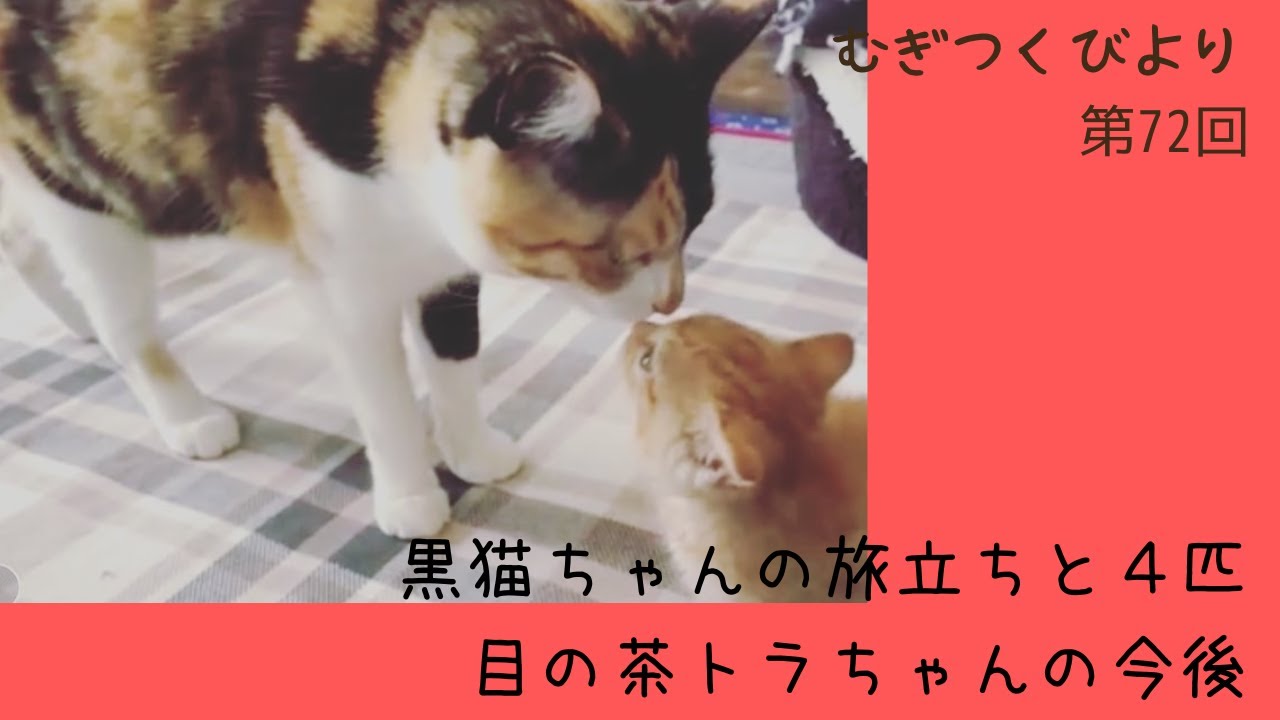 黒猫ちゃんの旅立ちと４匹目の茶トラちゃんの今後