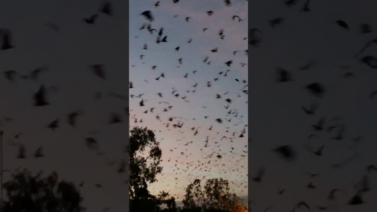 Flying Foxes of Australia