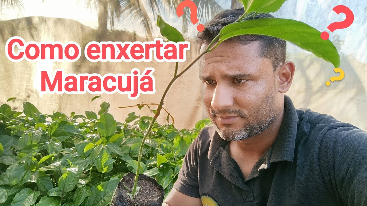 Como enxertar Maracujá, Saiba tudo sobre enxerto #plantas #maracuja #maracuya #passionfruit #agro